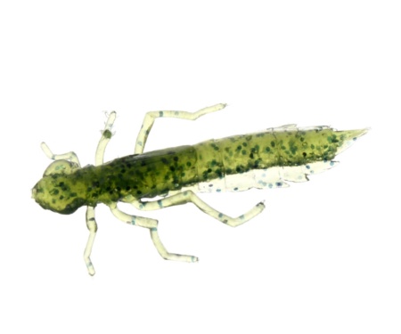 Нимфа Fishup Dragonfly 1.7" #042 Watermelon Seed