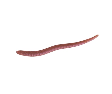 Червяк Berkley Gulp! Earth Worm 5см Brown