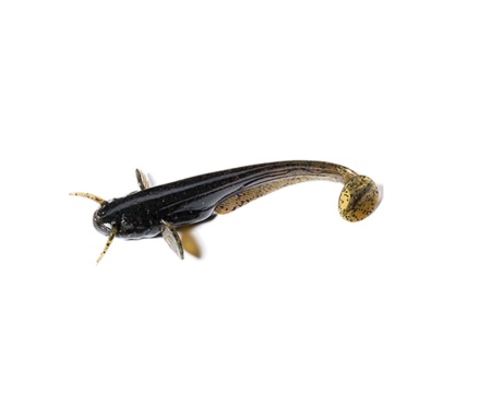 Силікон Fishup Catfish 3" #043 Watermelon Brown/Black