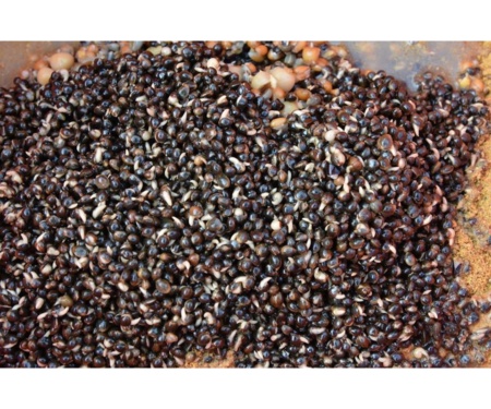 Конопля консервована Dynamite Baits Frenzied Hempseed 700 г
