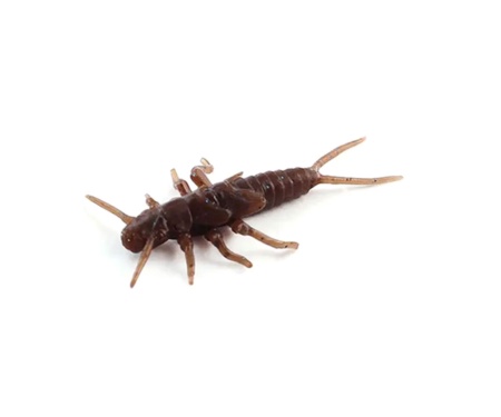 Німфа Fishup Stonefly 0.75" #012 Chaos