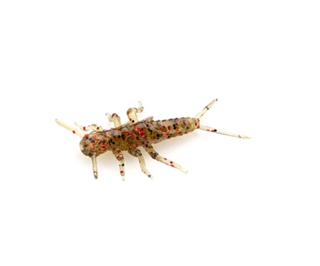 Німфа Fishup Stonefly 0.75" #045 Green Pumpkin/Red & Black